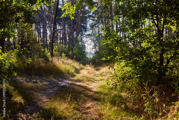 Obraz Beautiful summer forest on a sunny day.