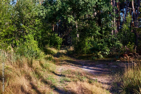 Obraz Beautiful summer forest on a sunny day.