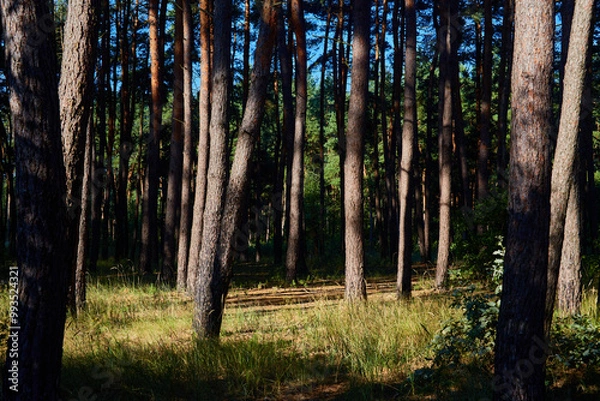 Obraz Beautiful summer forest on a sunny day.