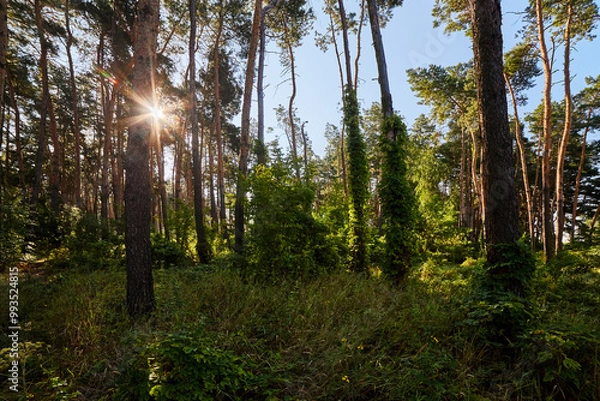 Obraz Beautiful summer forest on a sunny day.