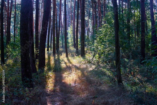 Obraz Beautiful summer forest on a sunny day.