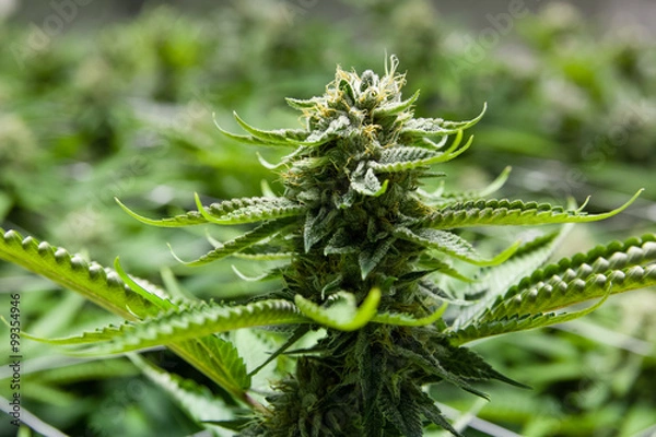 Obraz large marijuana bud