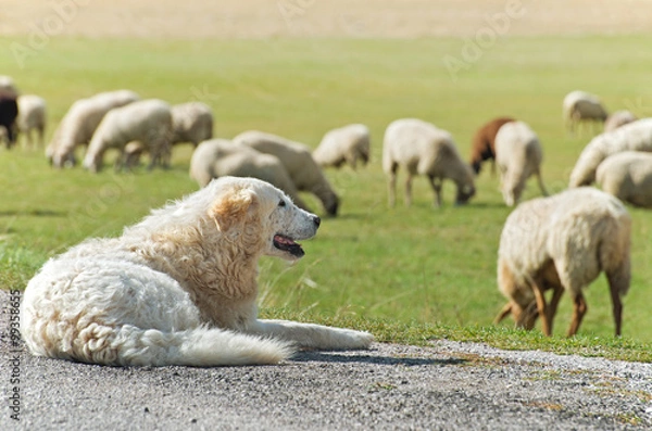 Obraz Cane pastore con gregge