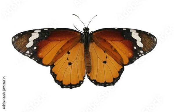 Obraz Butterfly