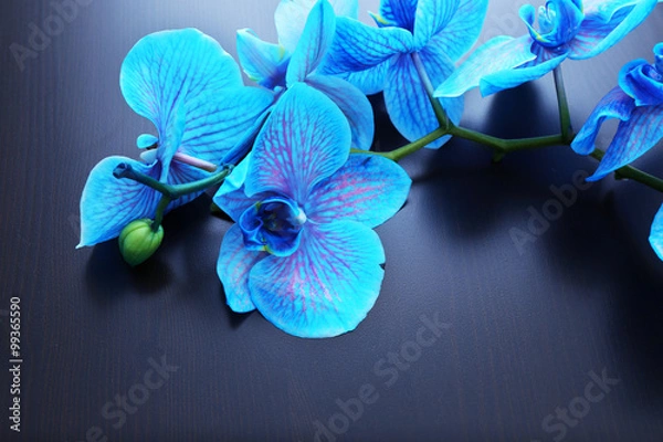 Obraz Beautiful blue orchid flowers on black background, close up
