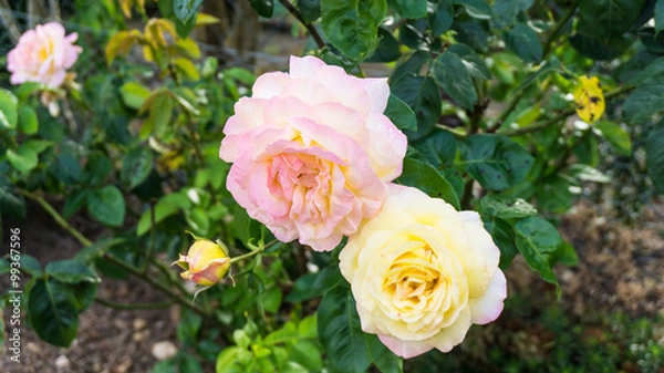 Obraz rose flowers nature