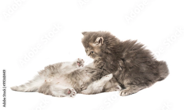 Fototapeta beautiful fluffy kittens