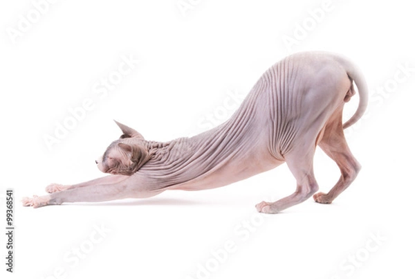 Obraz Sphynx cat streching on white background