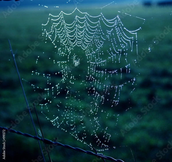 Fototapeta toile d'araignée