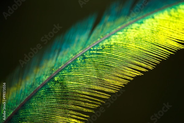 Obraz Quetzal feather