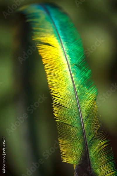 Obraz Quetzal feather