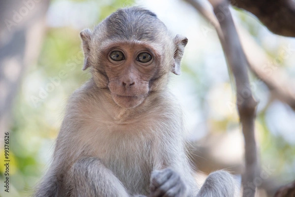 Fototapeta 可愛いサル