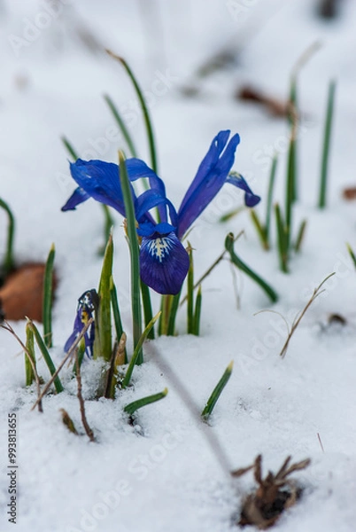 Obraz Beautiful iris breaking through under  snow in spring in meadow