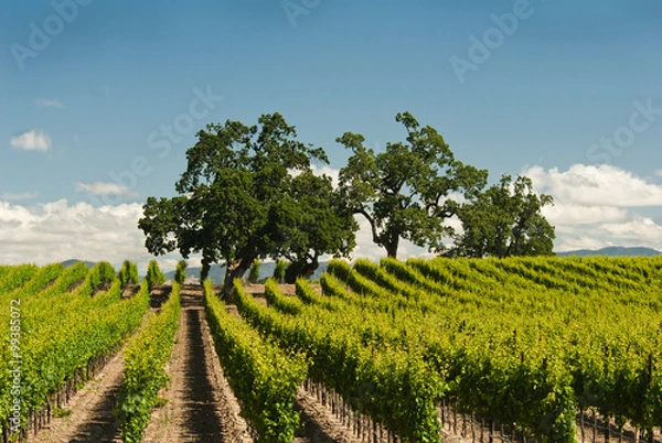 Fototapeta Vineyard in Spring