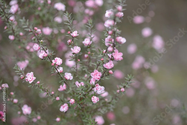 Obraz 魚柳梅の花
