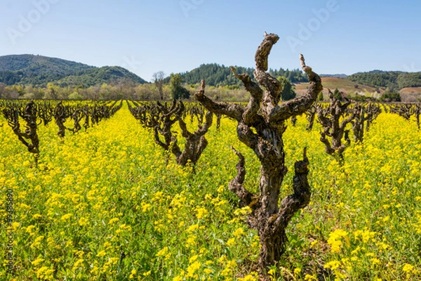 Fototapeta Early Spring Vineyard with Mustard in Full Bloom, Sonoma County, California, USA
