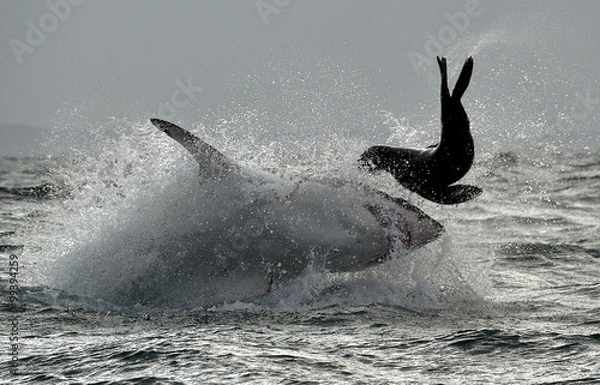 Obraz Great White Shark ( Carcharodon carcharias ) breaching in an attack .