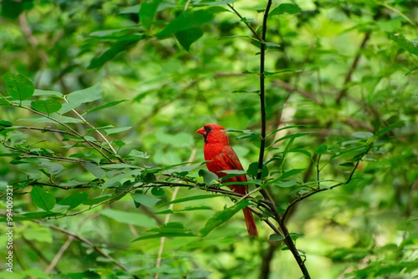 Obraz Northern Cardinal