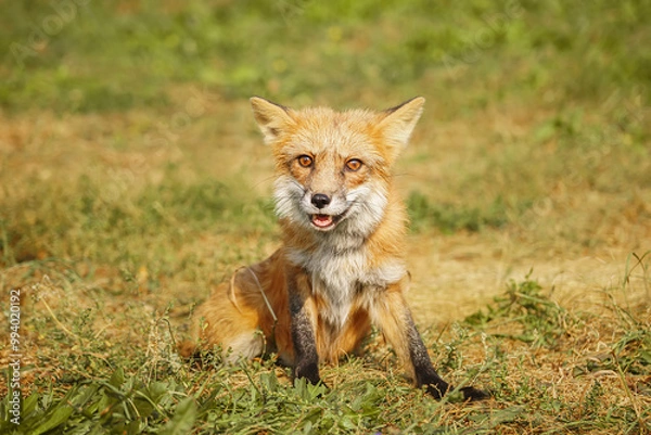 Fototapeta A close up of a Red Fox in the grass