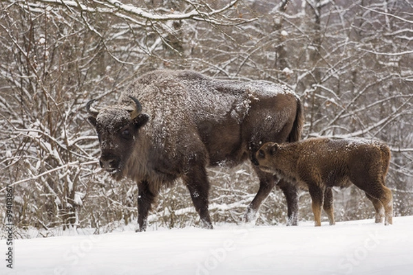 Obraz Bison family in winter day in the snow.