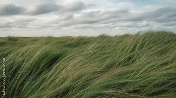 Fototapeta Windswept Grass Field