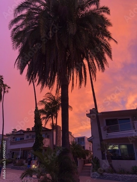 Fototapeta trees at sunset