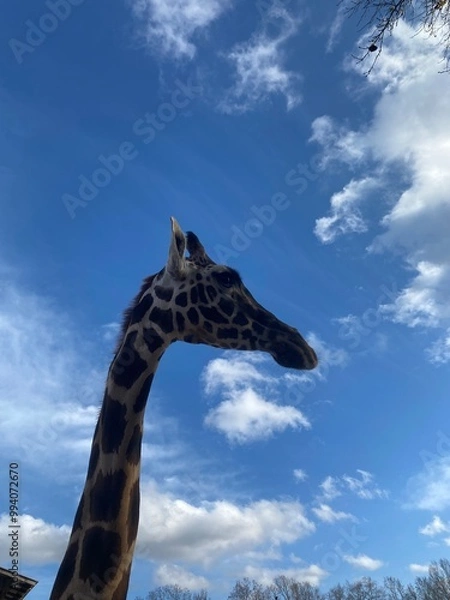 Fototapeta Giraffe