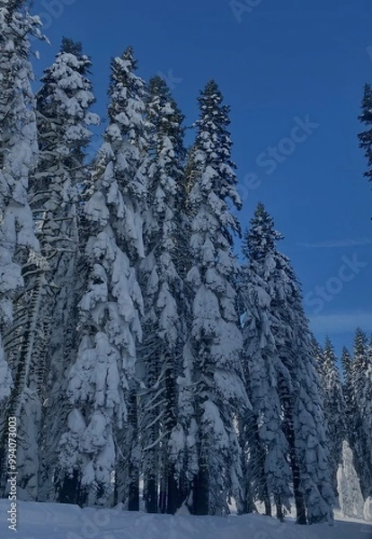 Fototapeta snow covered trees