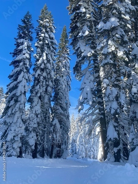 Fototapeta snow covered trees