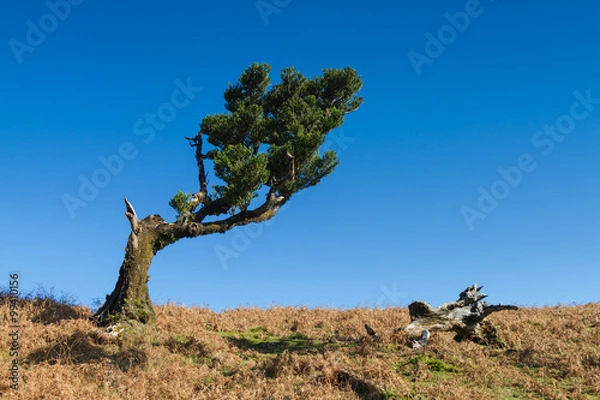 Obraz Ancient laurel tree under a blue sky