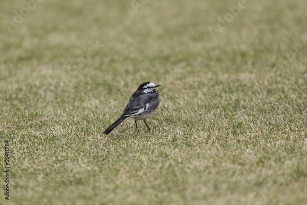 Fototapeta セキレイ