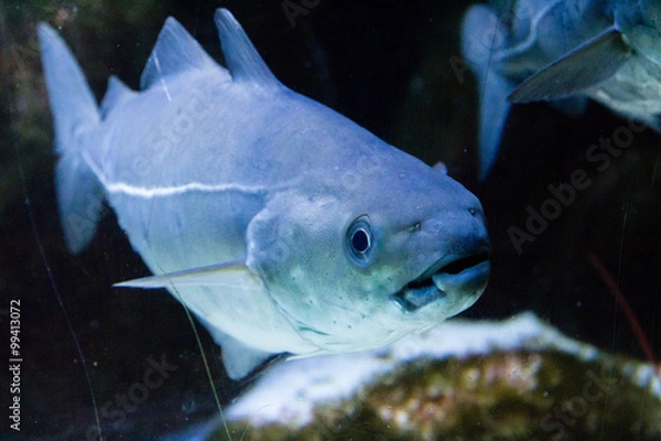 Obraz Köhler / Seelachs