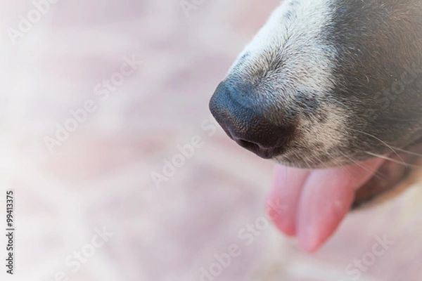 Obraz dog nose
