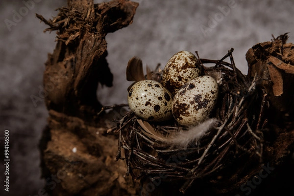 Obraz three quail eggs in a tree nest