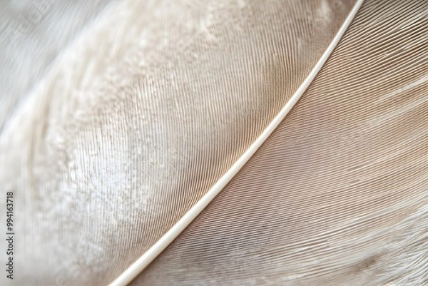 Fototapeta Soft and Delicate Feather Details in Macro Photography