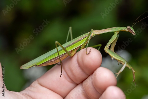 Obraz Tenodera sinensis Chinese Mantis
