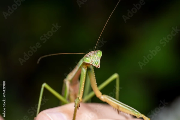 Fototapeta Tenodera sinensis Chinese Mantis
