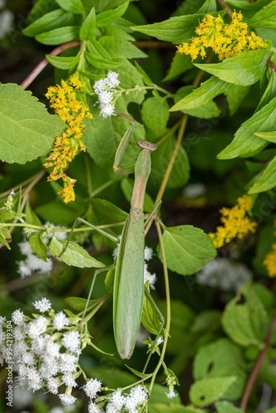 Obraz Tenodera sinensis Chinese Mantis