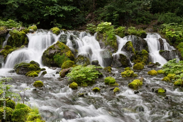 Fototapeta ふきだし公園の滝