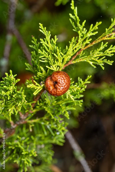 Obraz Gymnosporangium juniperi-virginianae Juniper-apple Rust