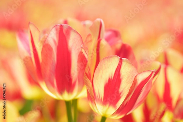 Obraz チューリップ