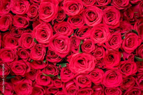 Obraz いっぱいの薔薇