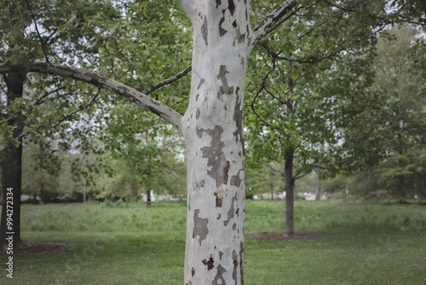 Obraz Sycamore Tree (Platanus occidentalis)