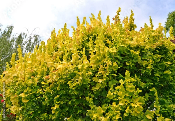Obraz Dutch elm, variety Vrei (Ulmus hollandica Wredei). Crown fragment