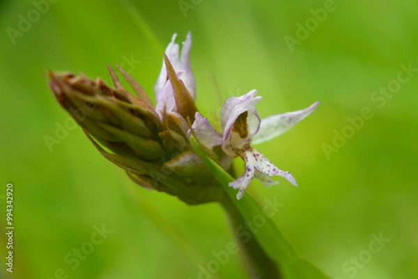 Fototapeta Tiny dino