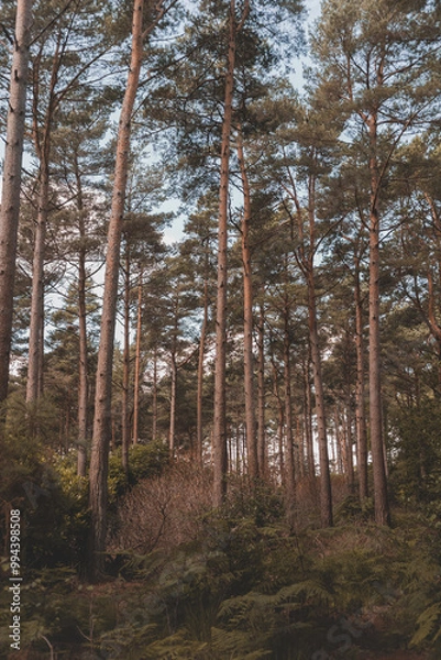 Fototapeta trees in the forest