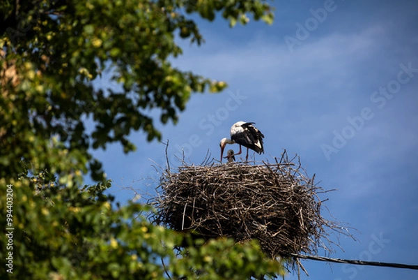 Fototapeta A small bird is perched comfortably in its cozy nest atop a power line