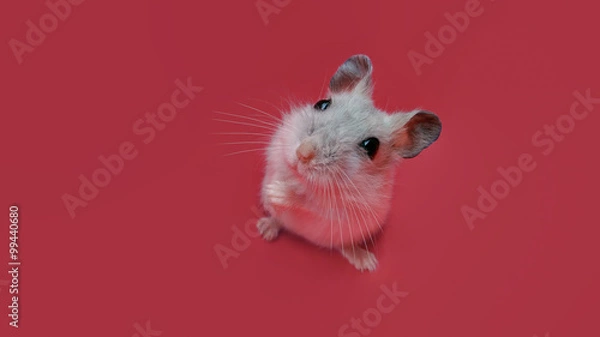 Obraz Hamster