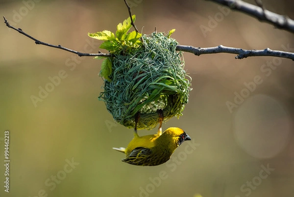 Obraz Yellow masked weaver weaving a nest