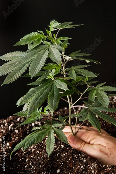 Obraz young pot plant